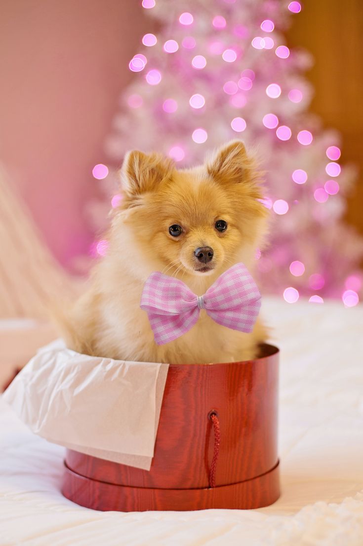 All About Dogs