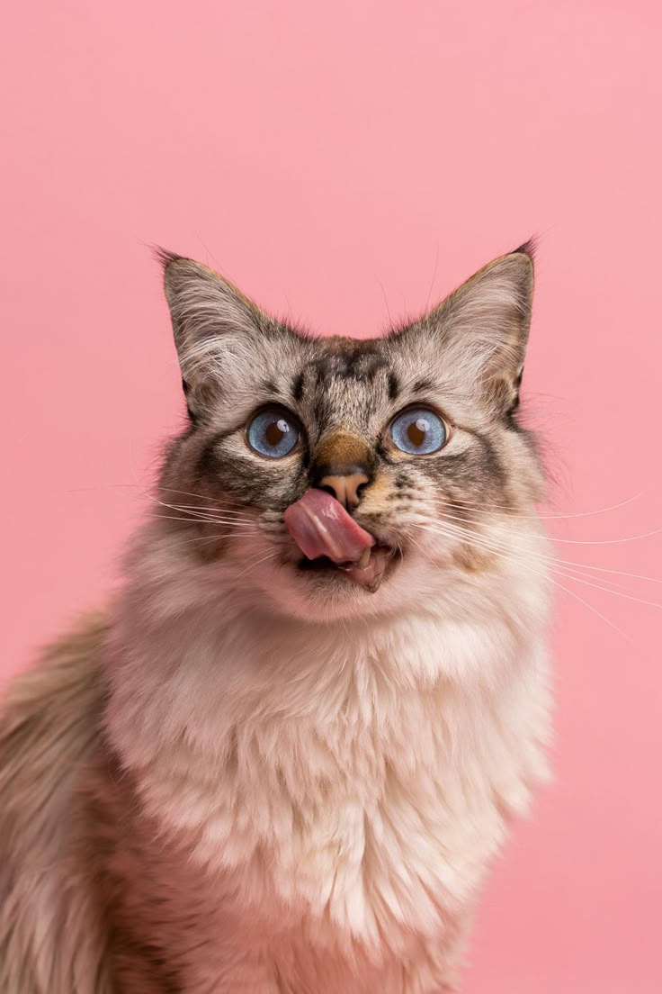 Everything for Your Cat